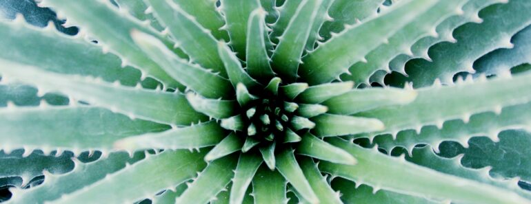 Aloe Vera Hair Loss Remedies: Quick, Easy & Effective