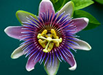 Passionflower