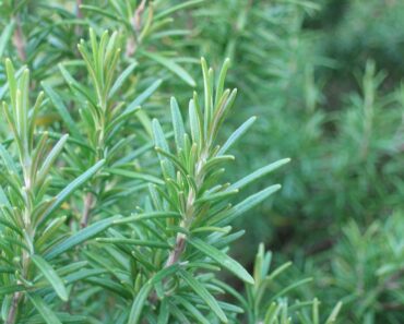 Surprising Rosemary Secrets: Discover Its Incredible Uses Beyond the Kitchen