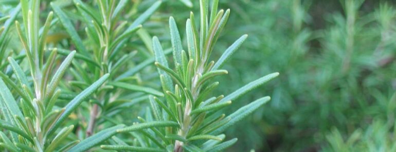 Surprising Rosemary Secrets: Discover Its Incredible Uses Beyond the Kitchen