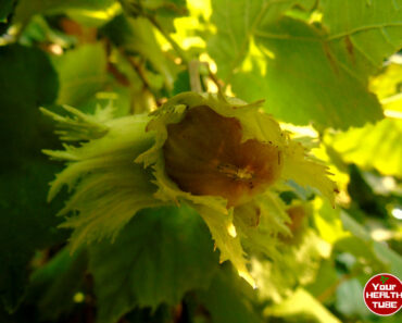 What Happens To Your Body When You Eat Italian Hazelnuts