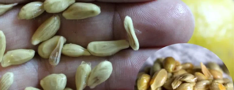 Don’t Discard the Seeds When You Are Squeezing Lemons, —See Their Potential Value Here