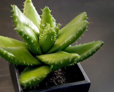 Bedroom Plants That Turbocharge Your Sleep—You Won’t Believe #3!