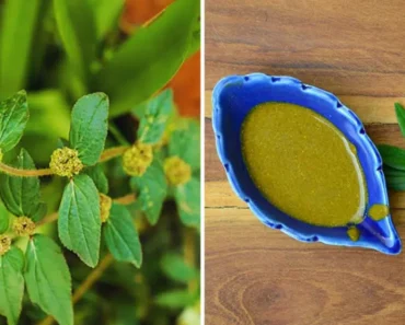 Unlocking the Health Treasures of Euphorbia Hirta: A Natural Remedy for Wellness