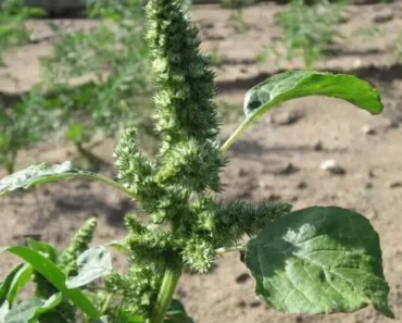 Hidden Treasure in Your Garden: Unlock the Health Benefits of Pigweed