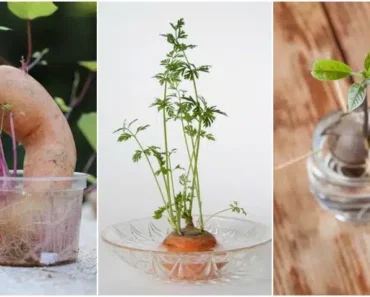 13 Foods You Can Buy Once & Regrow Forever