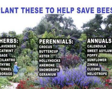 Plant These Flowers This Spring and Watch Bumble Bees Flock to Your Garden—Save the Bees with Every Bloom!
