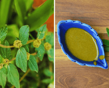 Euphorbia Hirta: The Ancient Herbal Secret Modern Medicine Is Just Discovering