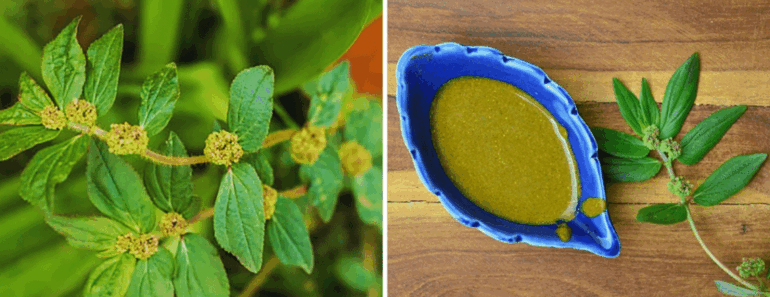Euphorbia Hirta: The Ancient Herbal Secret Modern Medicine Is Just Discovering