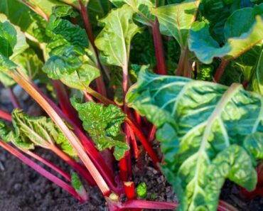 You’re Using Rhubarb Wrong – Here’s How to Use the Whole Plant (Yes, Even the Leaves!)
