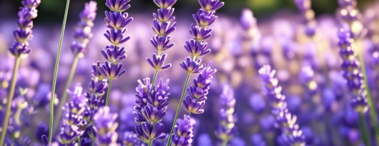 This is Why Everyone Should Plant a Lavender Hedge