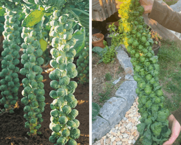 Grow Brussels Sprouts Like a Pro – Even If You’ve Never Gardened Before!