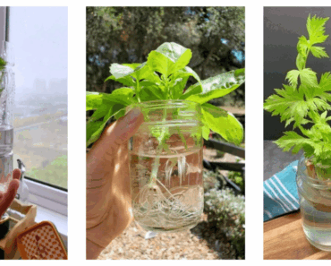 Grow Herbs All Year Without Soil? This Water Gardening Trick Is a Game-Changer!