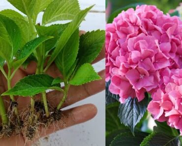 Fall’s Secret to Gorgeous Hydrangeas: Why Autumn Is Prime Time for Cuttings—And Exactly How to Do It!