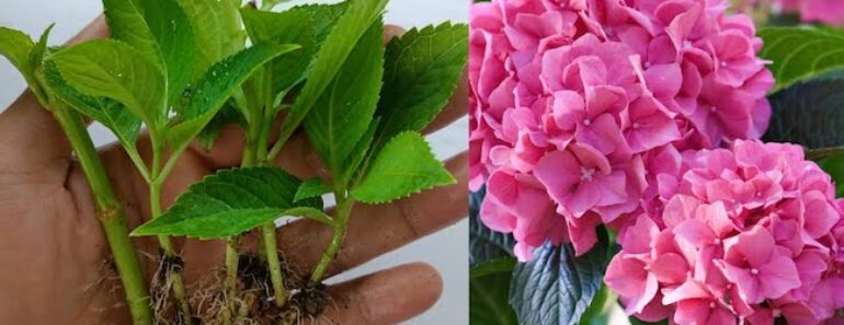 Fall’s Secret to Gorgeous Hydrangeas: Why Autumn Is Prime Time for Cuttings—And Exactly How to Do It!