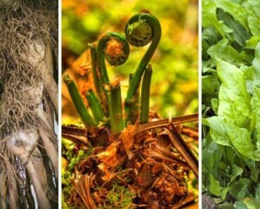 Plant These 10 Perennial Veggies This Fall and Harvest for Years!