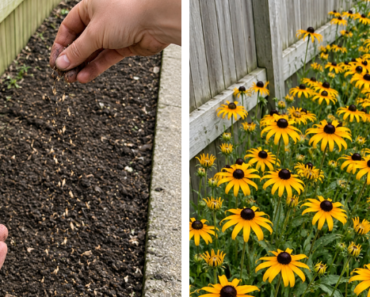 Before Winter Arrives, Sow These 12 Flowers for a Colorful Spring